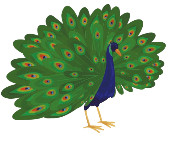 Peacock